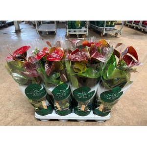 Anthurium Andr. Essencia