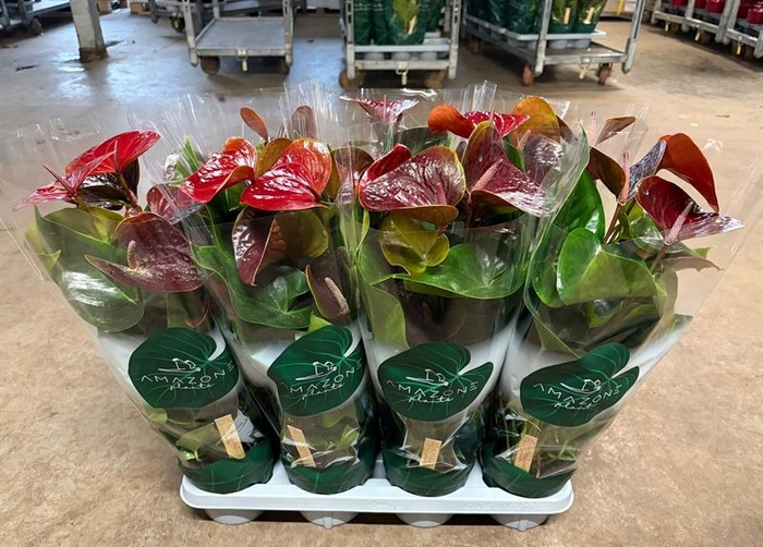 <h4>Anthurium Andr. Essencia</h4>