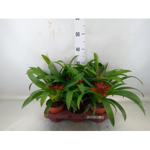 Guzmania   ...
