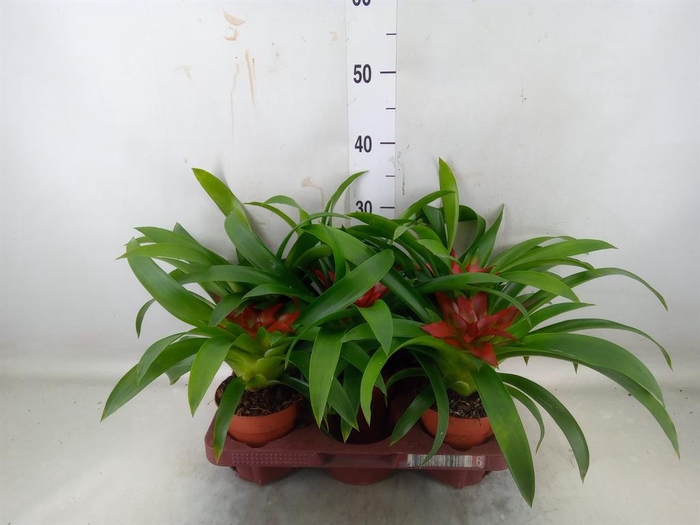 <h4>Guzmania   ...</h4>