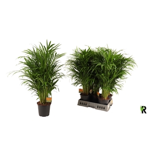DYPSIS LUTESCENS