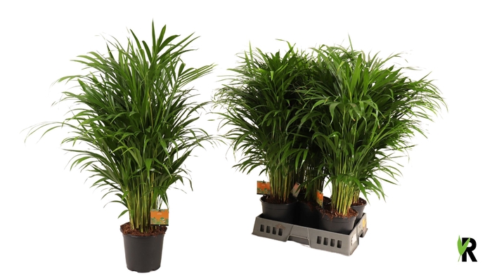 <h4>DYPSIS LUTESCENS</h4>