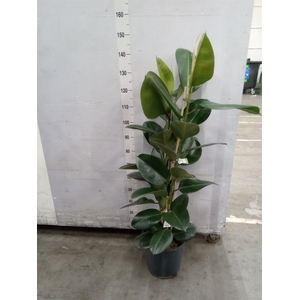 Ficus elastica 'Robusta'