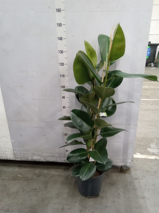 <h4>Ficus elastica 'Robusta'</h4>