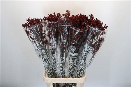 <h4>Anigoz Early Spring</h4>