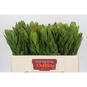 Leucadendron Goldstrike