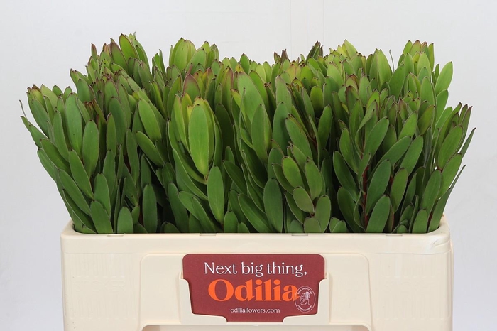 <h4>Leucadendron Goldstrike</h4>