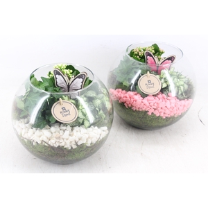 arr2 PL - Glas bol 285/5 - roze/wit