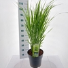 Panicum virgatum