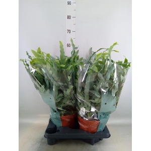 Phlebodium aureum 'Blue Star'