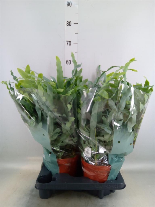 <h4>Phlebodium aureum 'Blue Star'</h4>