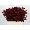 Anigozanthos Bush Ruby
