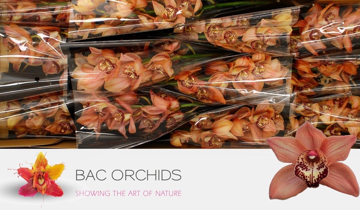 <h4>CYMB T BROWNY</h4>