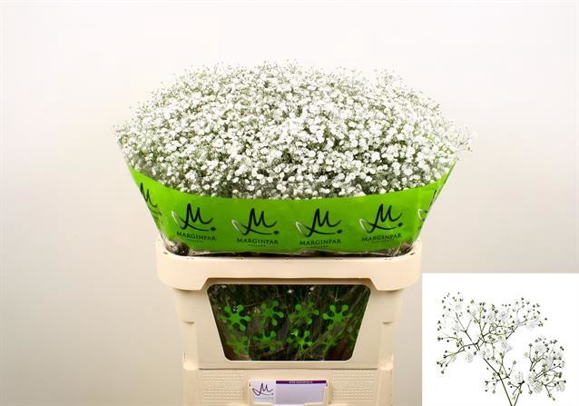 GYPSOPHILA XLENCE 40GR