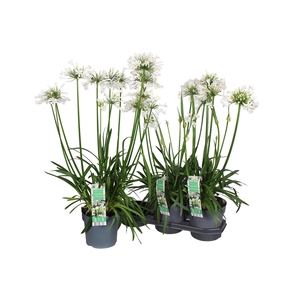 AGAPA PITCHOUN WHITE