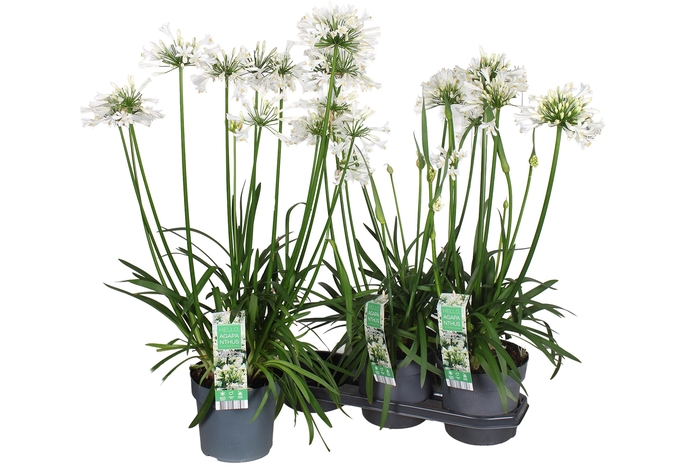 <h4>Agapa Pitchoun White</h4>