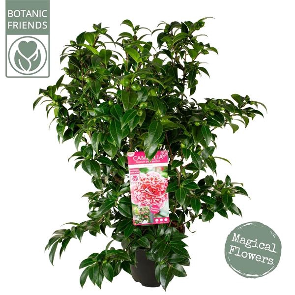 <h4>Camellia wil. 'Volunteer' ®</h4>