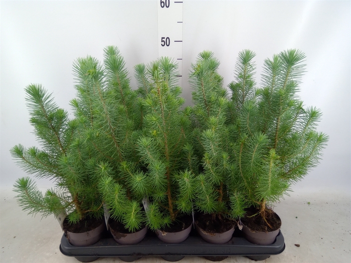 <h4>Pinus pinea 'Silver Crest'</h4>