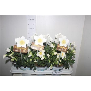 Hell Ni Hgc Jesko 40+