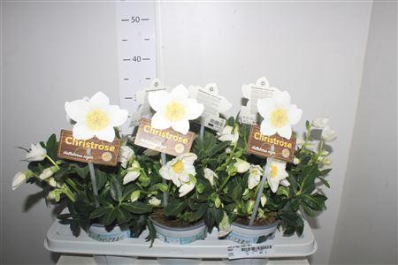 <h4>Hell Ni Hgc Jesko 40+</h4>