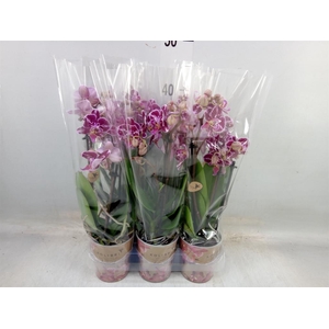 Phalaenopsis multi.   ...