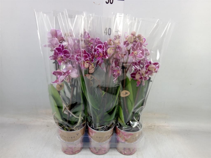 <h4>Phalaenopsis multi.   ...</h4>