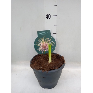 Allium   ...flowerbulbs