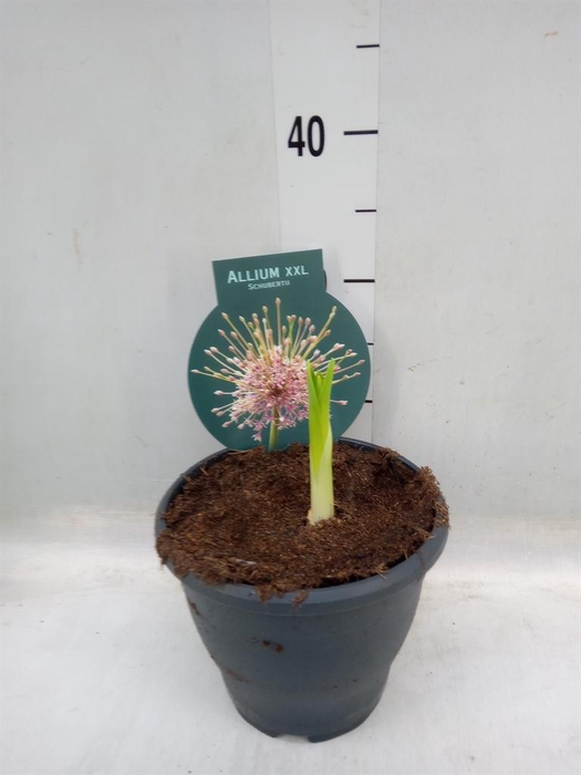 <h4>Allium   ...flowerbulbs</h4>