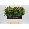 Paeonia The Mackinac Grand