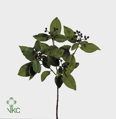 <h4>Viburnum Bloem Bos</h4>