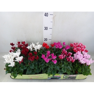 Cyclamen KL   ...patio