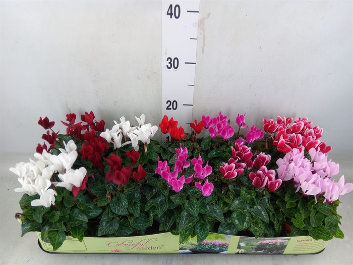 <h4>Cyclamen KL   ...patio</h4>
