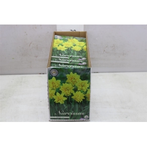 Bol Narcis Tete Deluxe 10 Zakjes X7