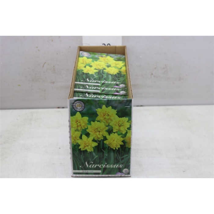 <h4>Bol Narcis Tete Deluxe 10 Zakjes X7</h4>