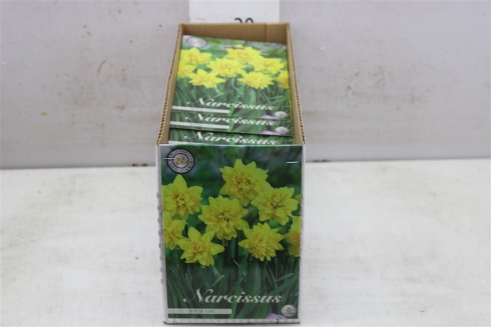 Bol Narcis Tete Deluxe 10 Zakjes X7