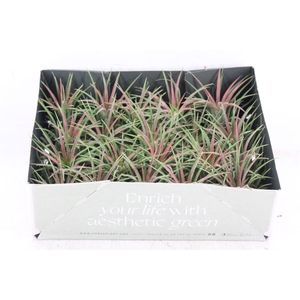 arr3 CP - Till. Ionantha rood x20