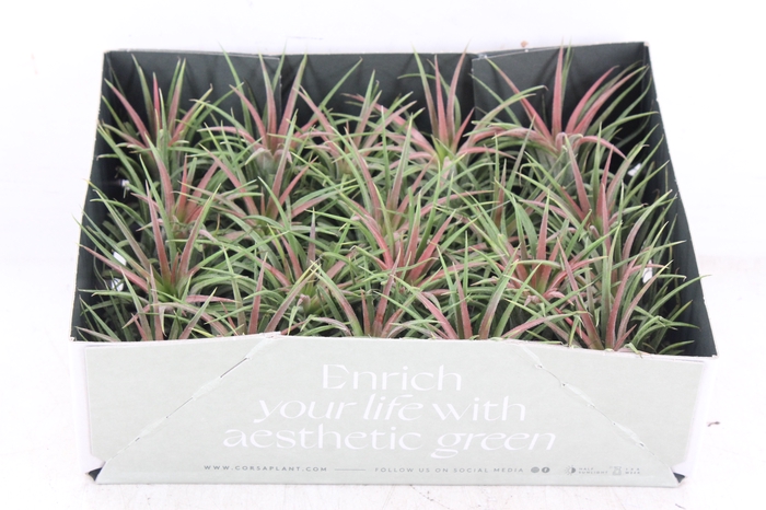 <h4>arr3 CP - Till. Ionantha rood x20</h4>