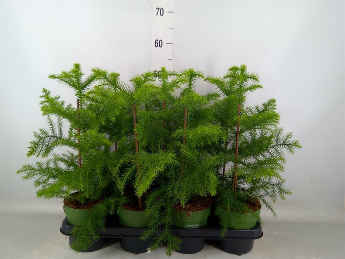 <h4>Araucaria heterophylla</h4>