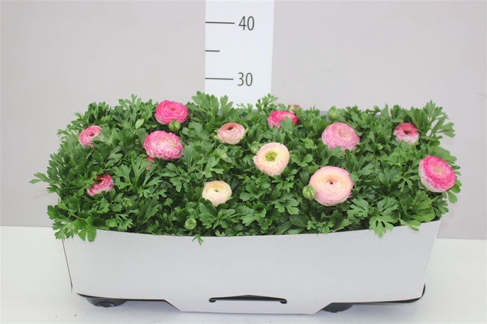 <h4>Ranunculus Sprink Violet Bicolor</h4>