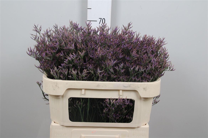 <h4>Lim Saf Dark Blue</h4>