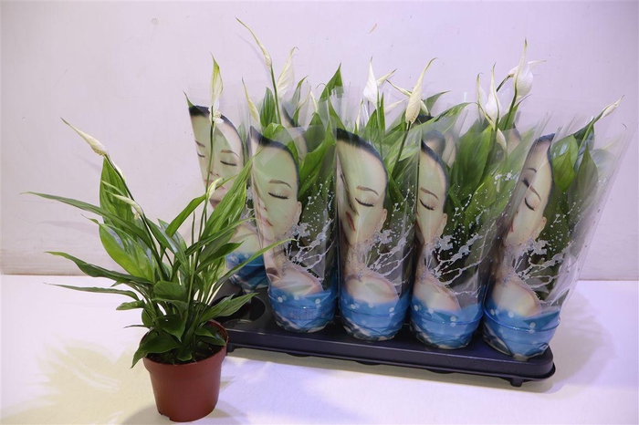 <h4>Spath Alana</h4>