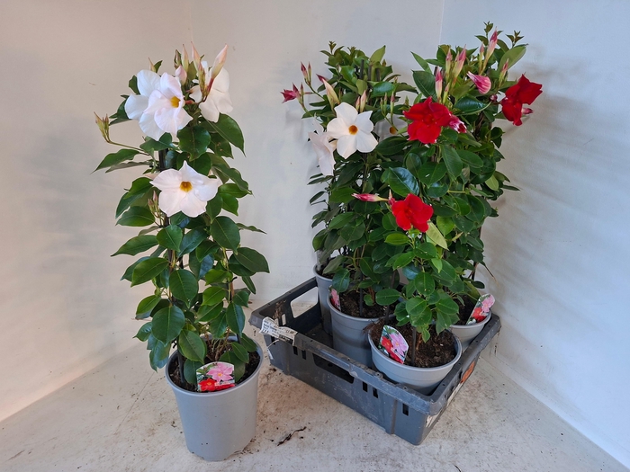 <h4>MANDE SUN MIXK</h4>