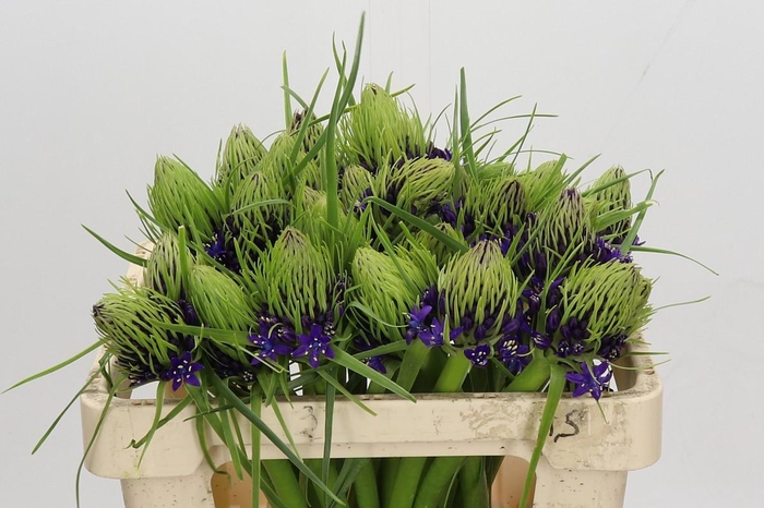 <h4>Scilla Peruviana</h4>