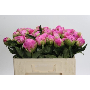 Paeonia Glory Hallelujah