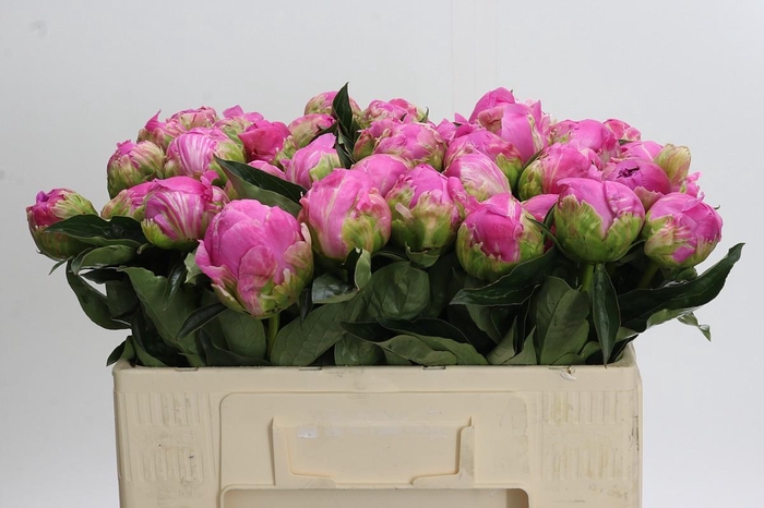 <h4>Paeonia Glory Hallelujah</h4>
