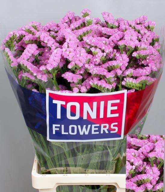 <h4>Lim S Rosel Su Birds</h4>