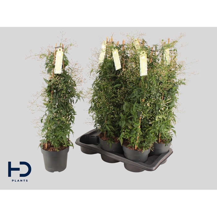 <h4>JASM POLYANTHUM WIT</h4>