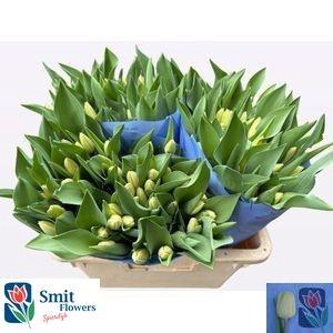 <h4>TU EN TILIRO</h4>