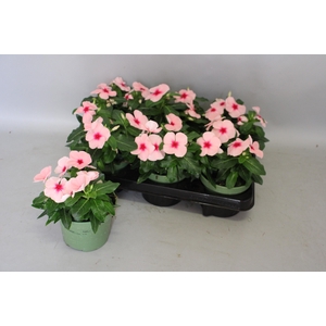 Catharanthus Apricot
