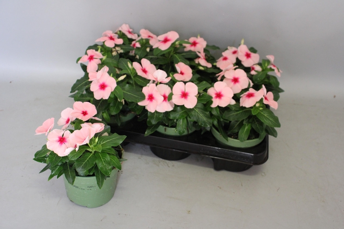 <h4>Catharanthus Apricot</h4>